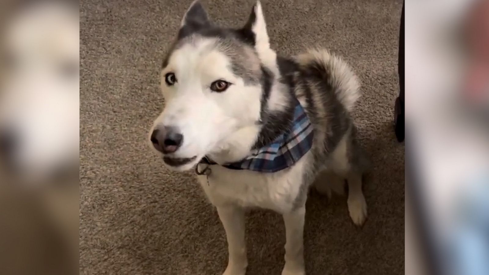 VIDEO: Dog says ‘I love you’ to newborn