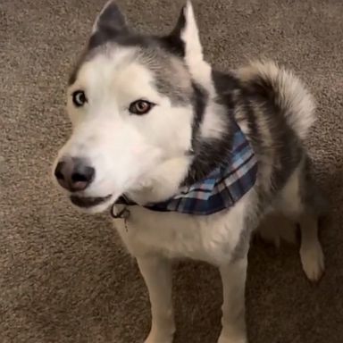 VIDEO: Dog says ‘I love you’ to newborn 