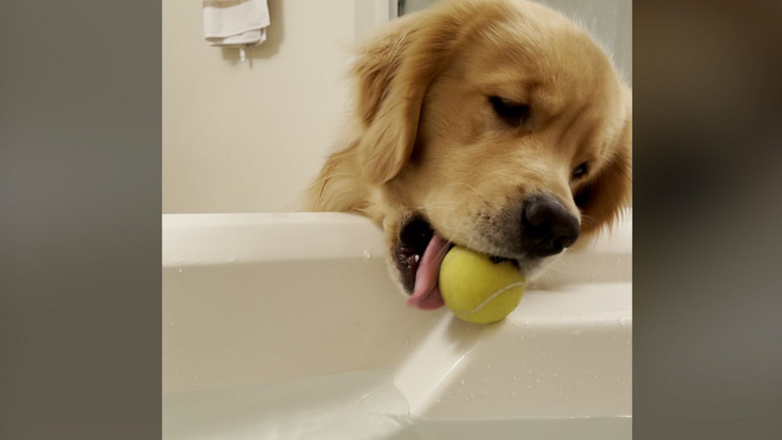 VIDEO: Golden retriever finds happiness by rolling tennis balls down bathtub ramp