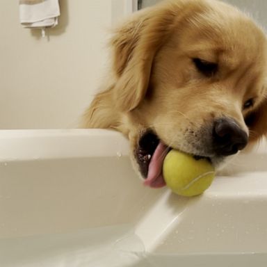 VIDEO: Golden retriever finds happiness by rolling tennis balls down bathtub ramp