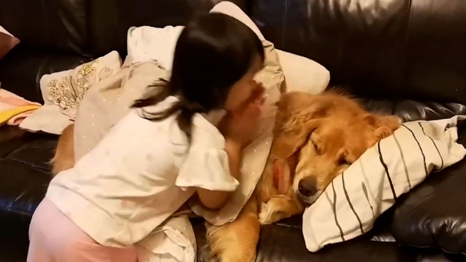 VIDEO: Golden retriever that gets tucked in for the night truly has the best life