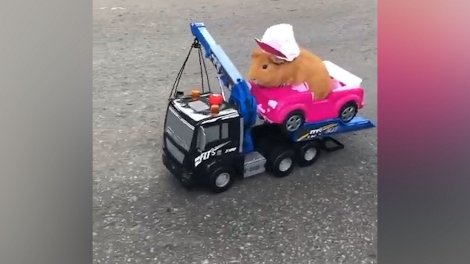 VIDEO: Guinea Pig hitches a ride on toy truck