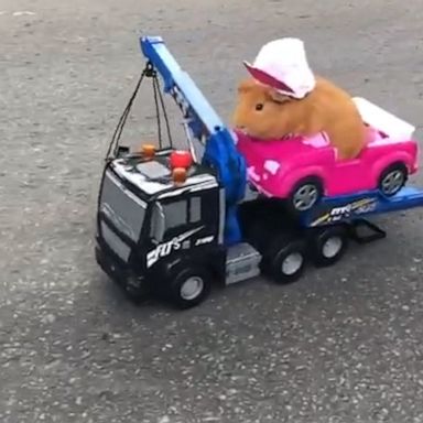 VIDEO: Guinea Pig hitches a ride on toy truck 