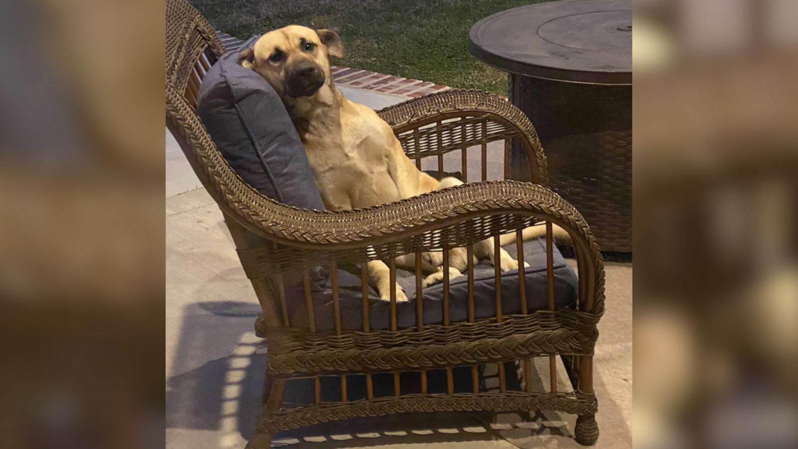 VIDEO: Woman wakes up to a new dog sitting on patio furniture