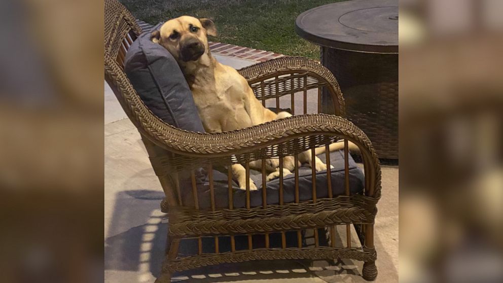 Dog 2024 patio chair