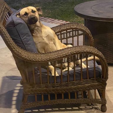 VIDEO: Woman wakes up to a new dog sitting on patio furniture