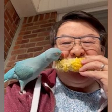 VIDEO: This parrot nibbling on corn is a-MAIZE-ing