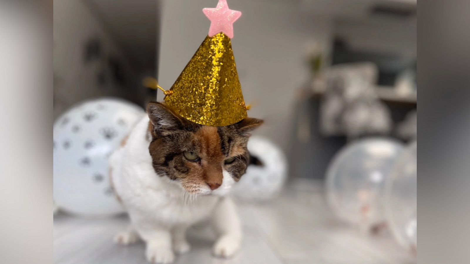 VIDEO: Elderly cat celebrates 23rd birthday in style