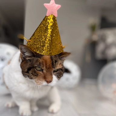 VIDEO: Elderly cat celebrates 23rd birthday in style