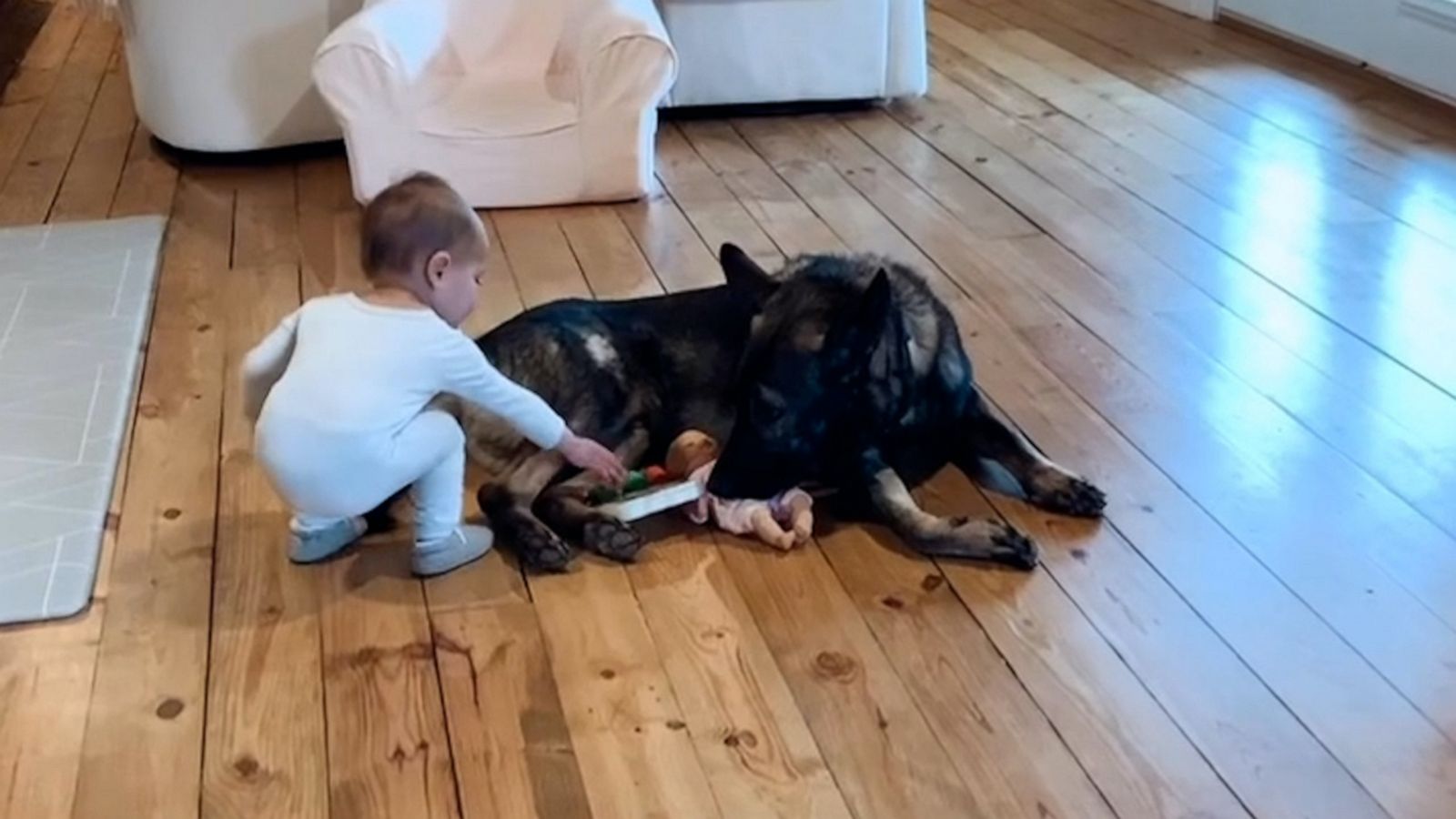 VIDEO: Adorable toddler shares her toys with German shepherd guard dog