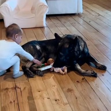 VIDEO: Adorable toddler shares her toys with German shepherd guard dog