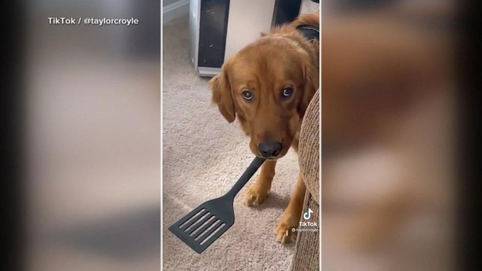 Dog finds missing spatula Video - ABC News