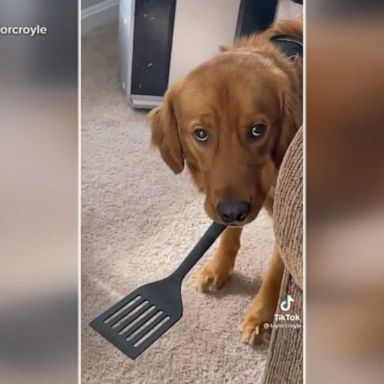 VIDEO: Dog finds missing spatula