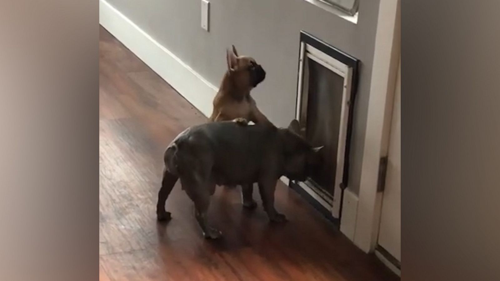 VIDEO: Old french bulldog shows pup how to use pet door