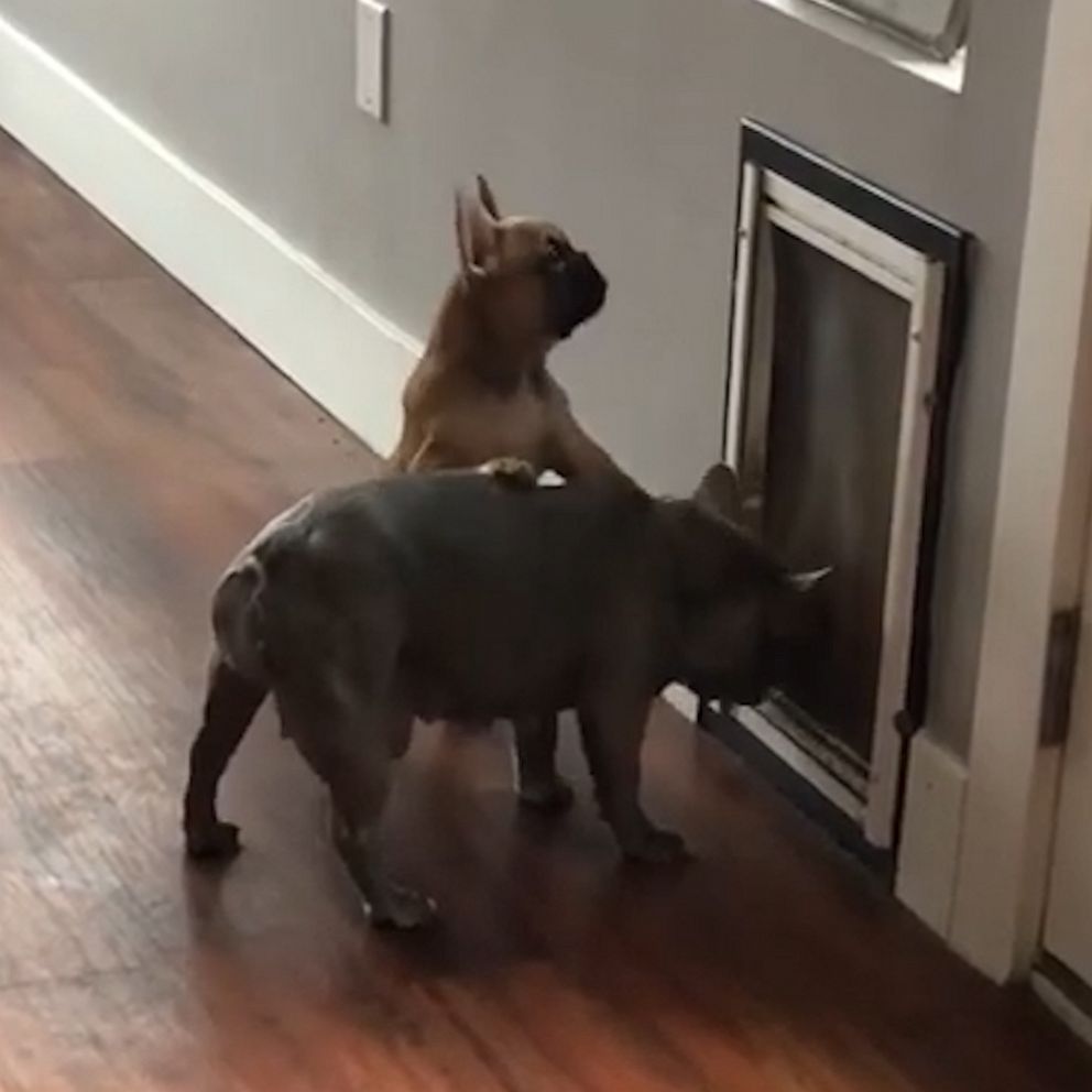 Old French bulldog shows pup how to use pet door