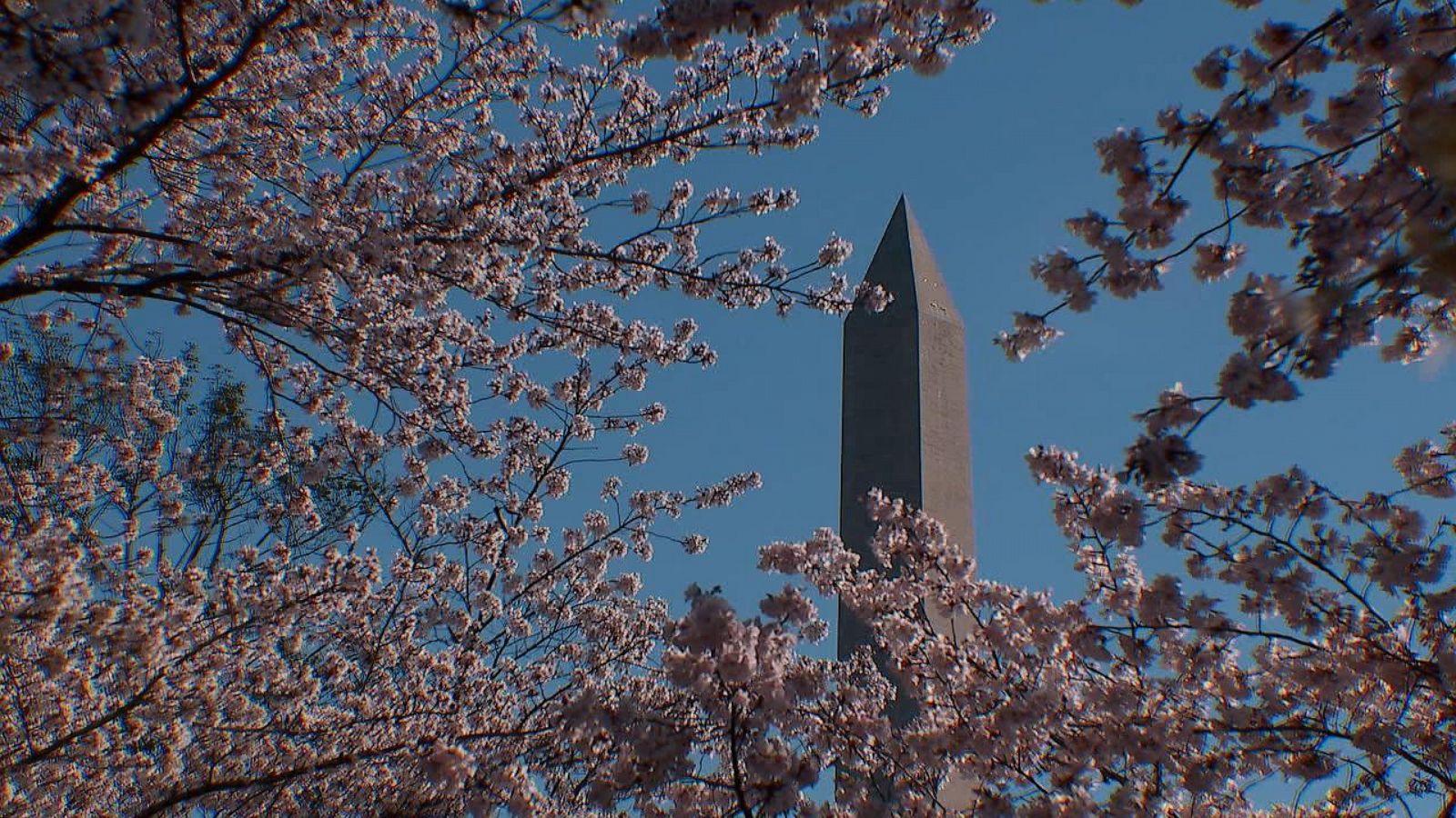 MLB on X: The D.C. Cherry Blossoms have arrived early this year