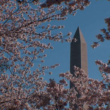 VIDEO: National Cherry Blossom Festival back for 110th anniversary