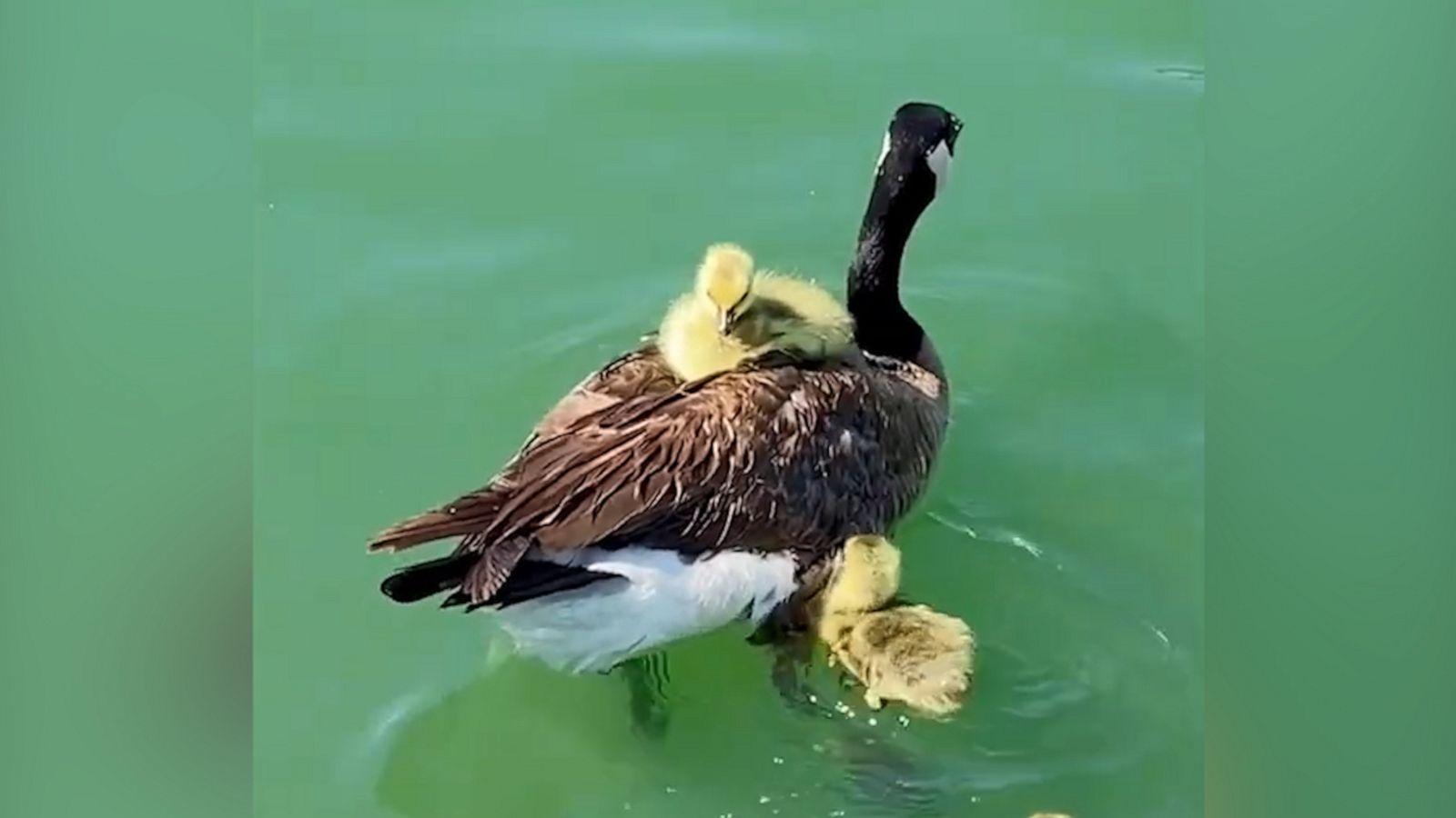 VIDEO: Gosling hitches a ride on adult’s back