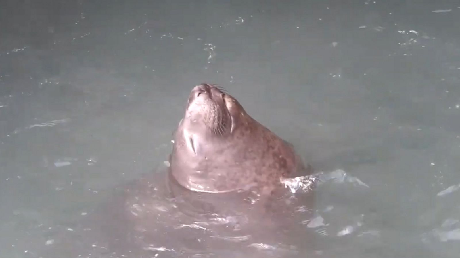 VIDEO: Elephant seal takes blissful vertical nap