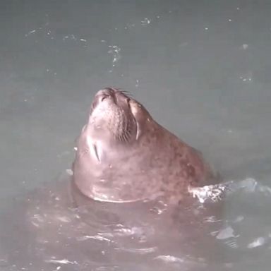 VIDEO: Elephant seal takes blissful vertical nap