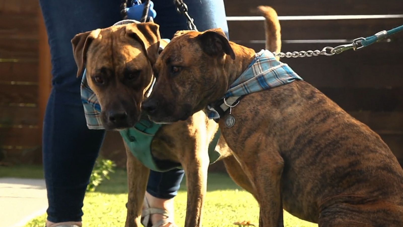 VIDEO: Dog brothers adopted by different humans reunite