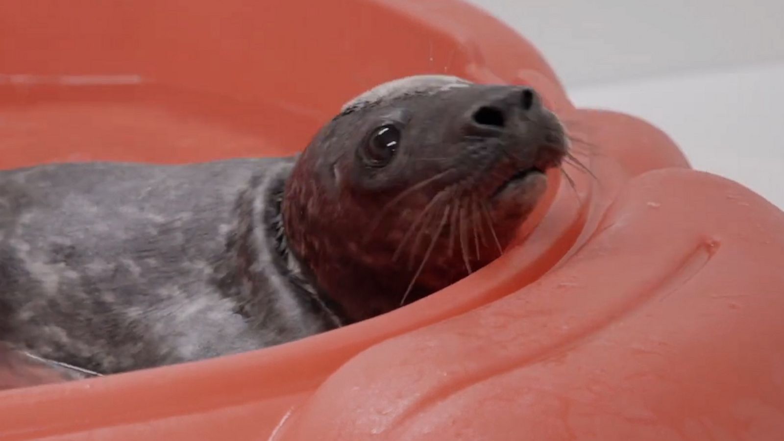 VIDEO: Aquarium helps grey seal pup after it was found injured