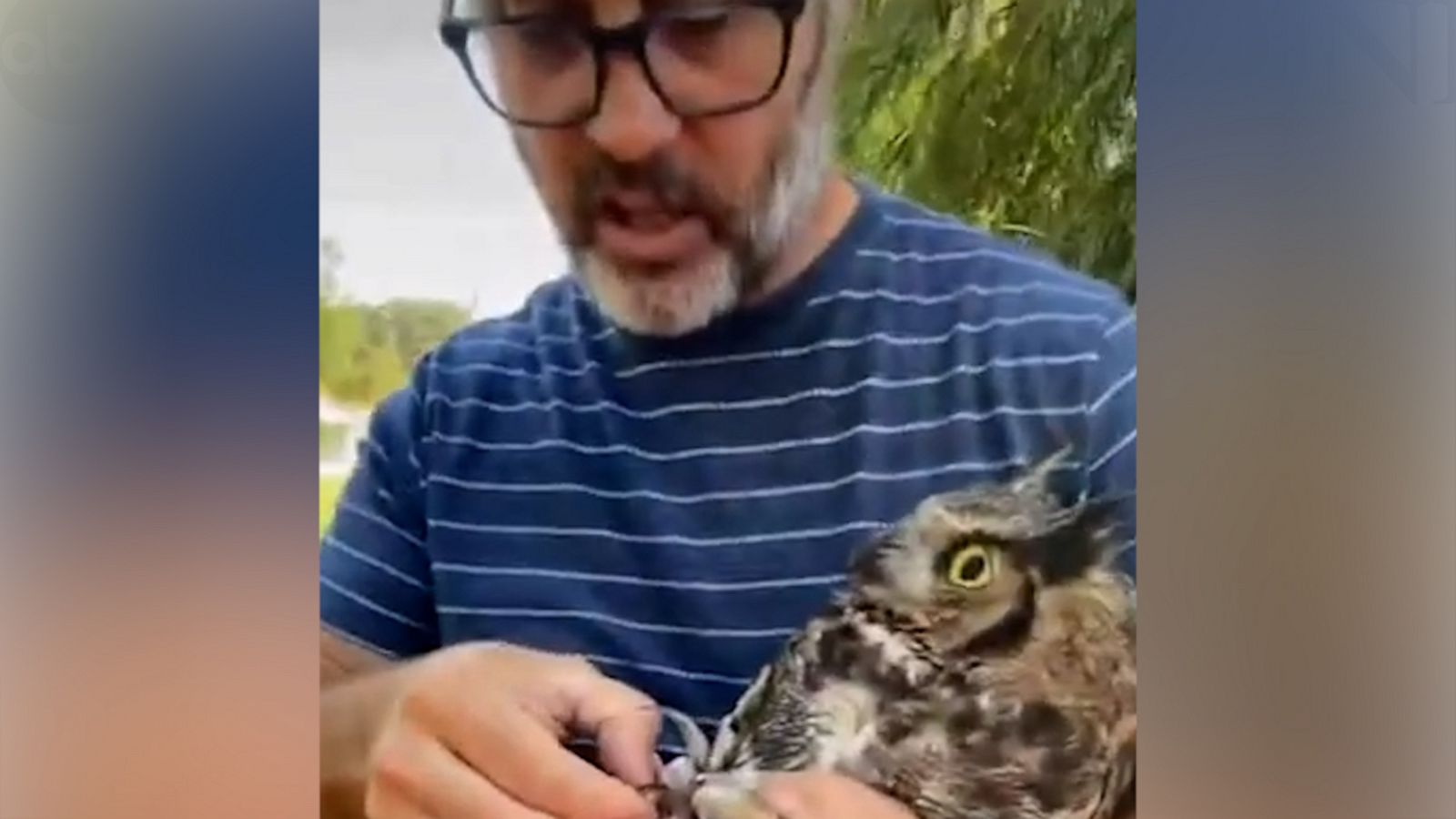 VIDEO: 'We're not keeping him!' Wisconsin couple has hilarious commentary while rescuing an owl