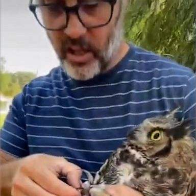 VIDEO: 'We're not keeping him!' Wisconsin couple has hilarious commentary while rescuing an owl