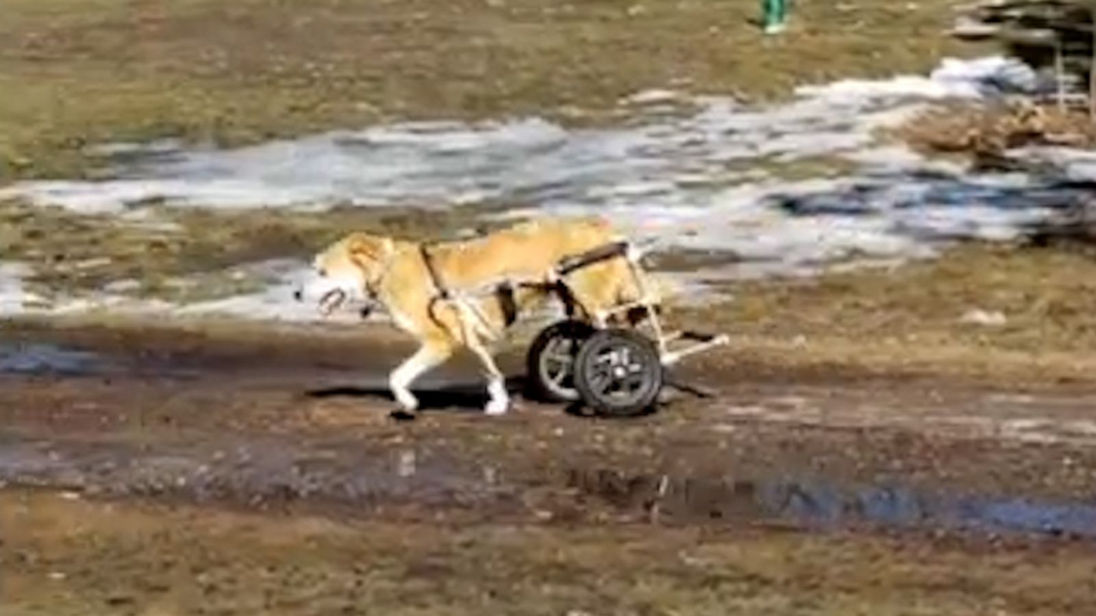 VIDEO: Wheelchair-assisted dog can't contain excitement for playtime