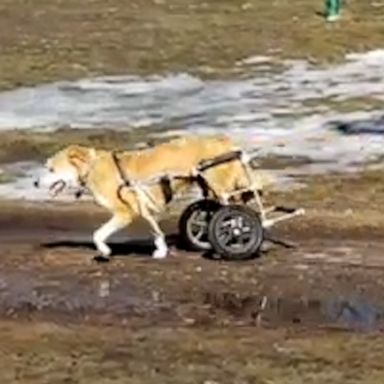 VIDEO: Wheelchair-assisted dog can't contain excitement for playtime