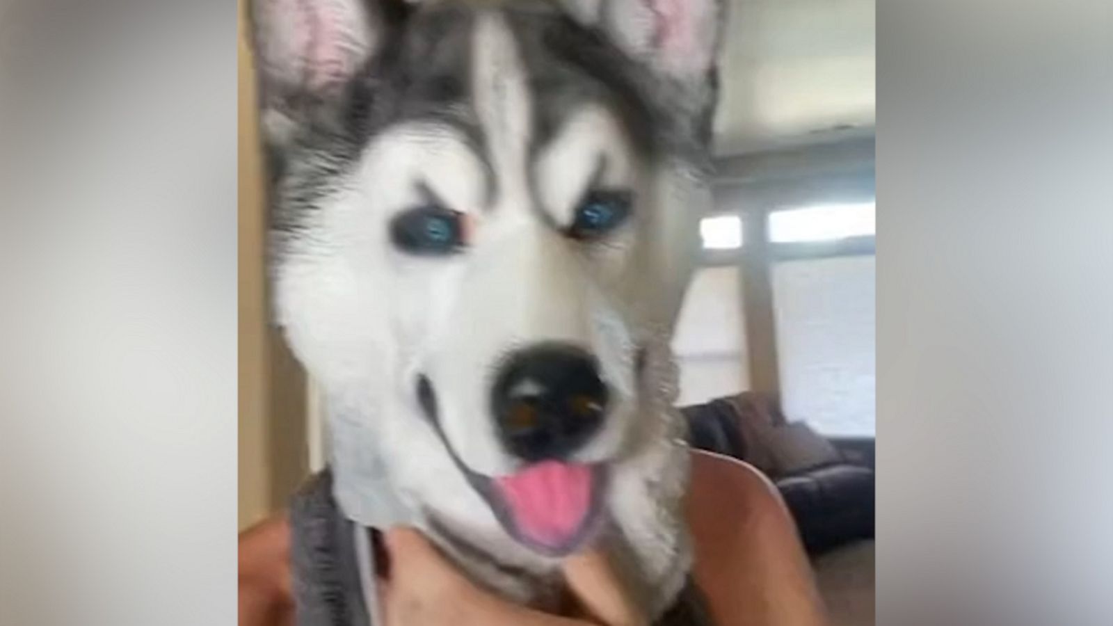 VIDEO: Watch what happens when mom tries to fake out her husky pup with a matching mask