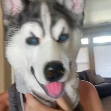 VIDEO: Watch what happens when mom tries to fake out her husky pup with a matching mask