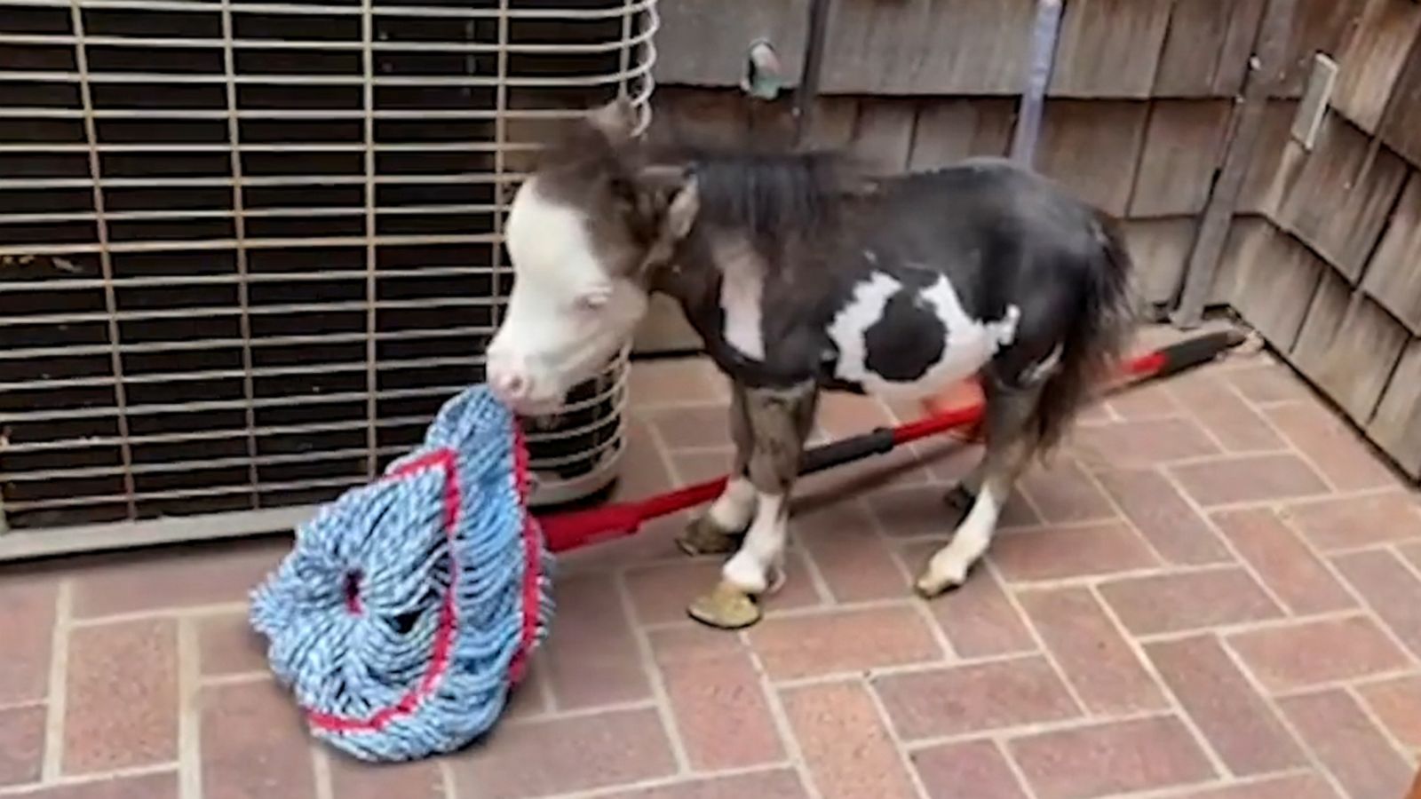 VIDEO: Would you let this miniature horse clean for you?