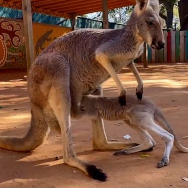 VIDEO: Baby kangaroo struggles to get into mom’s pouch 