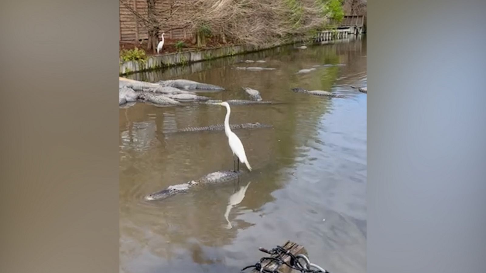 VIDEO: Egret hitches a ride on gator’s back like a boss