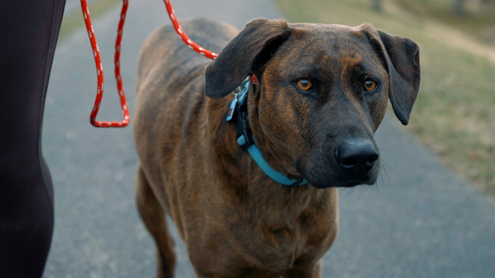 VIDEO: How to prepare your pandemic puppies for return to work