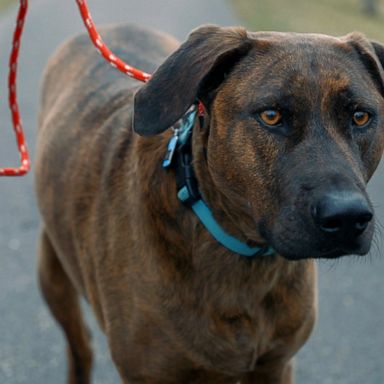 VIDEO: How to prepare your pandemic puppies for return to work