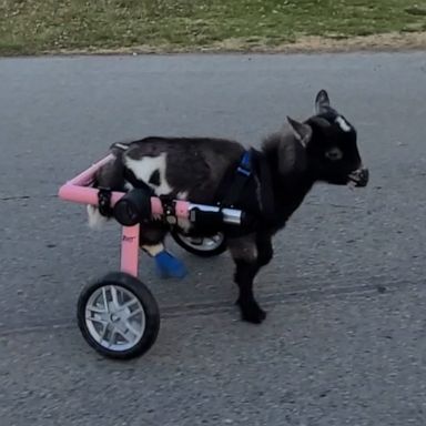 VIDEO: Baby goat born without rear hooves takes wheelchair for a spin 