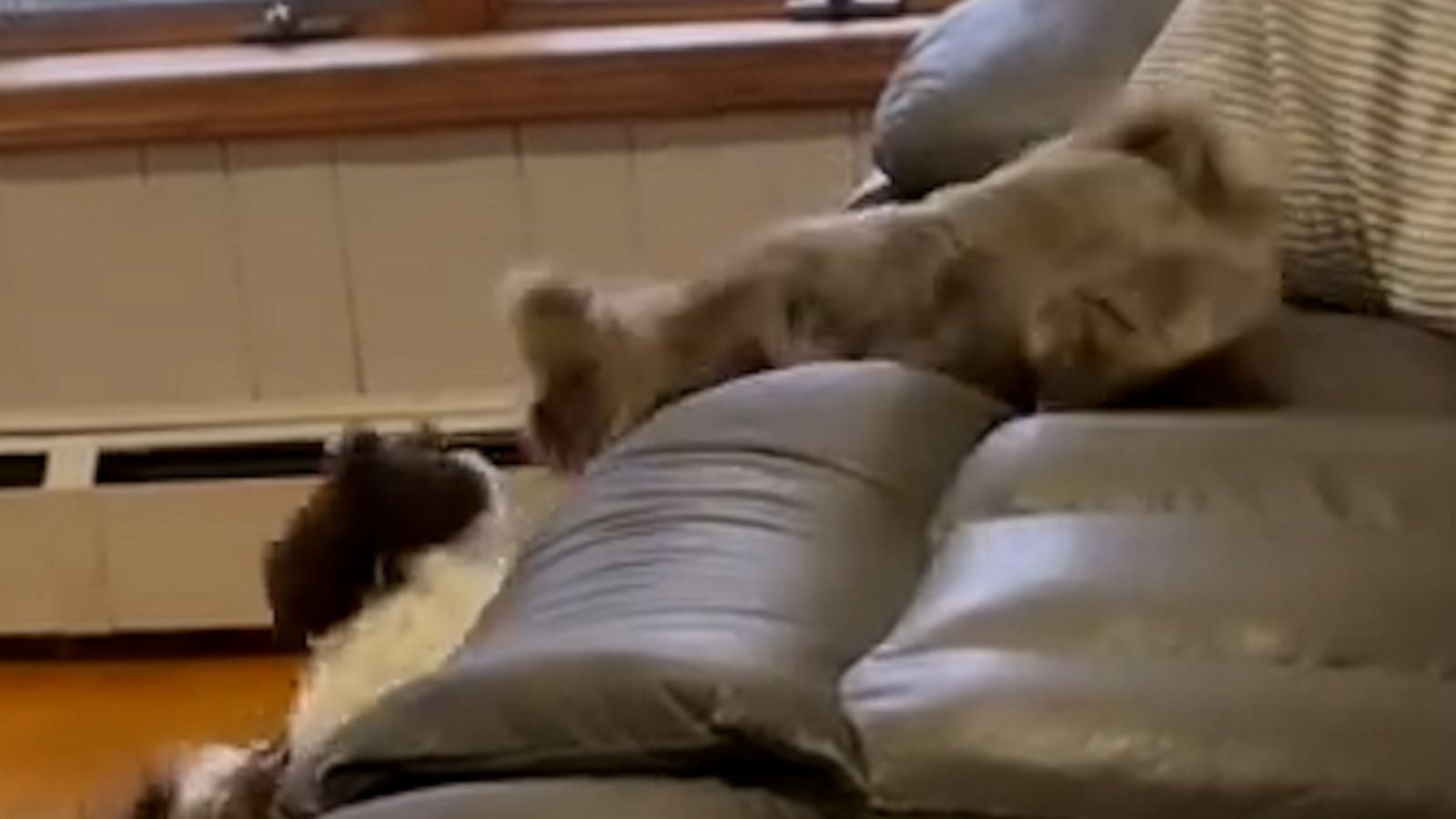 VIDEO: Shih Tzu pup gets an extreme case of the zoomies