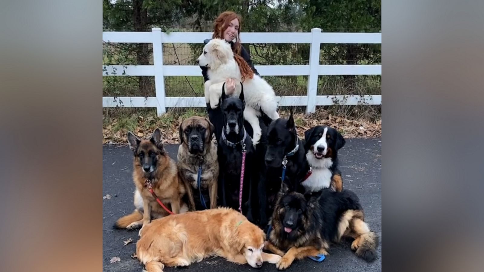 VIDEO: These siblings share what life looks like with eight dogs