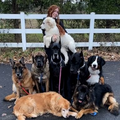 VIDEO: These siblings share what life looks like with eight dogs 