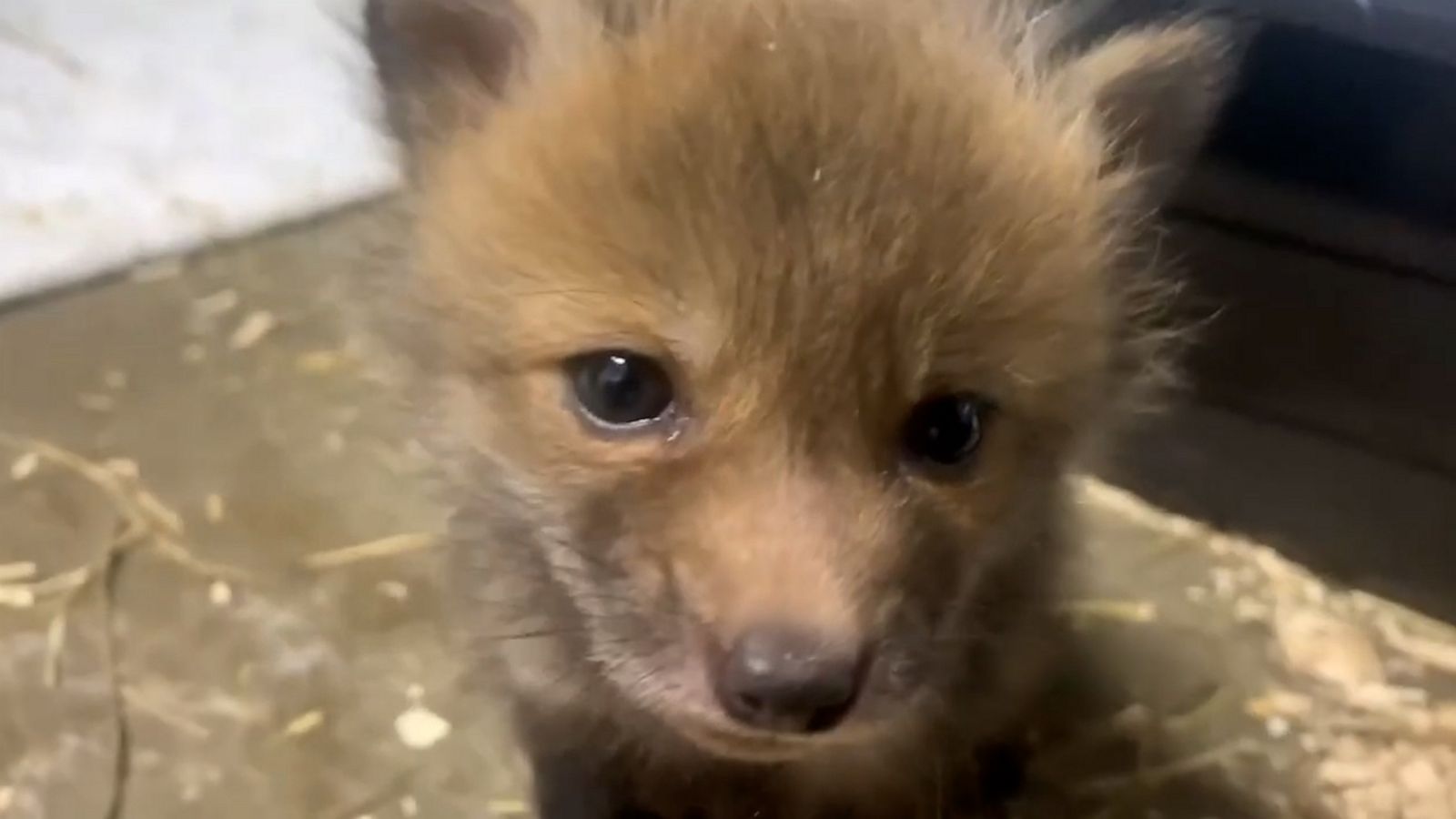 VIDEO: Rescued fox cubs tour their new home at sanctuary