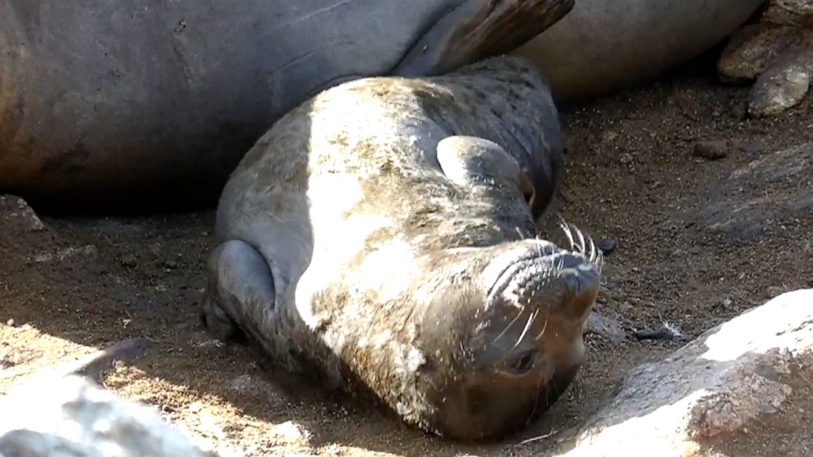 VIDEO: Baby seal soaks up the sun