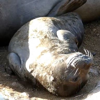 VIDEO: Baby seal soaks up the sun