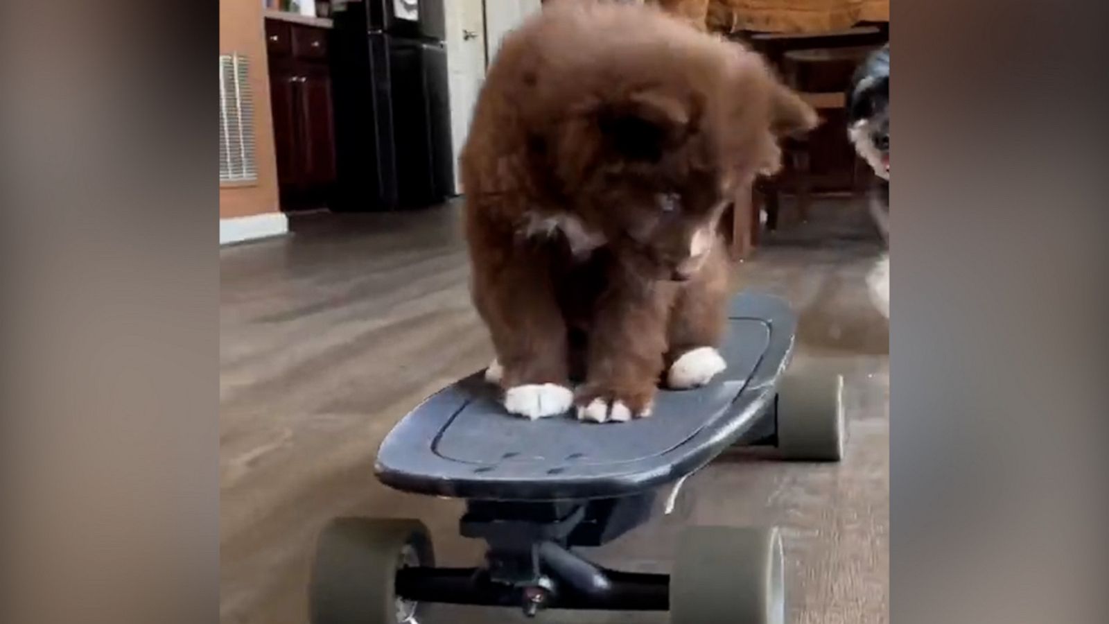 VIDEO: This puppy rides an electric skateboard better than I ever could