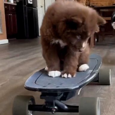 VIDEO: This puppy rides an electric skateboard better than I ever could