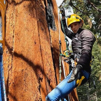 VIDEO: ‘GMA’ takes a look at some of the country’s majestic forests for Earth Day