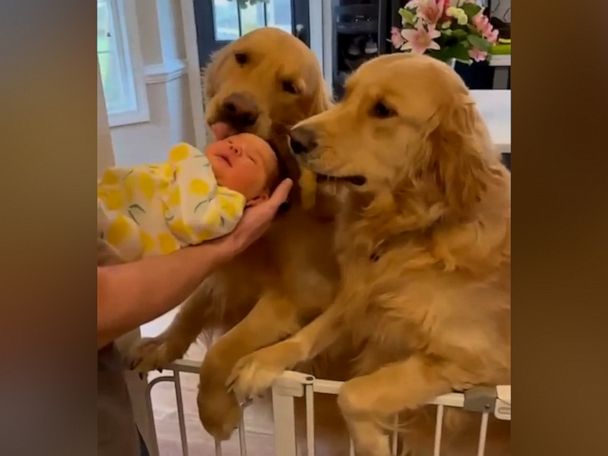 Golden Retriever Has Most Joyful Response to Meeting New Puppy Sibling