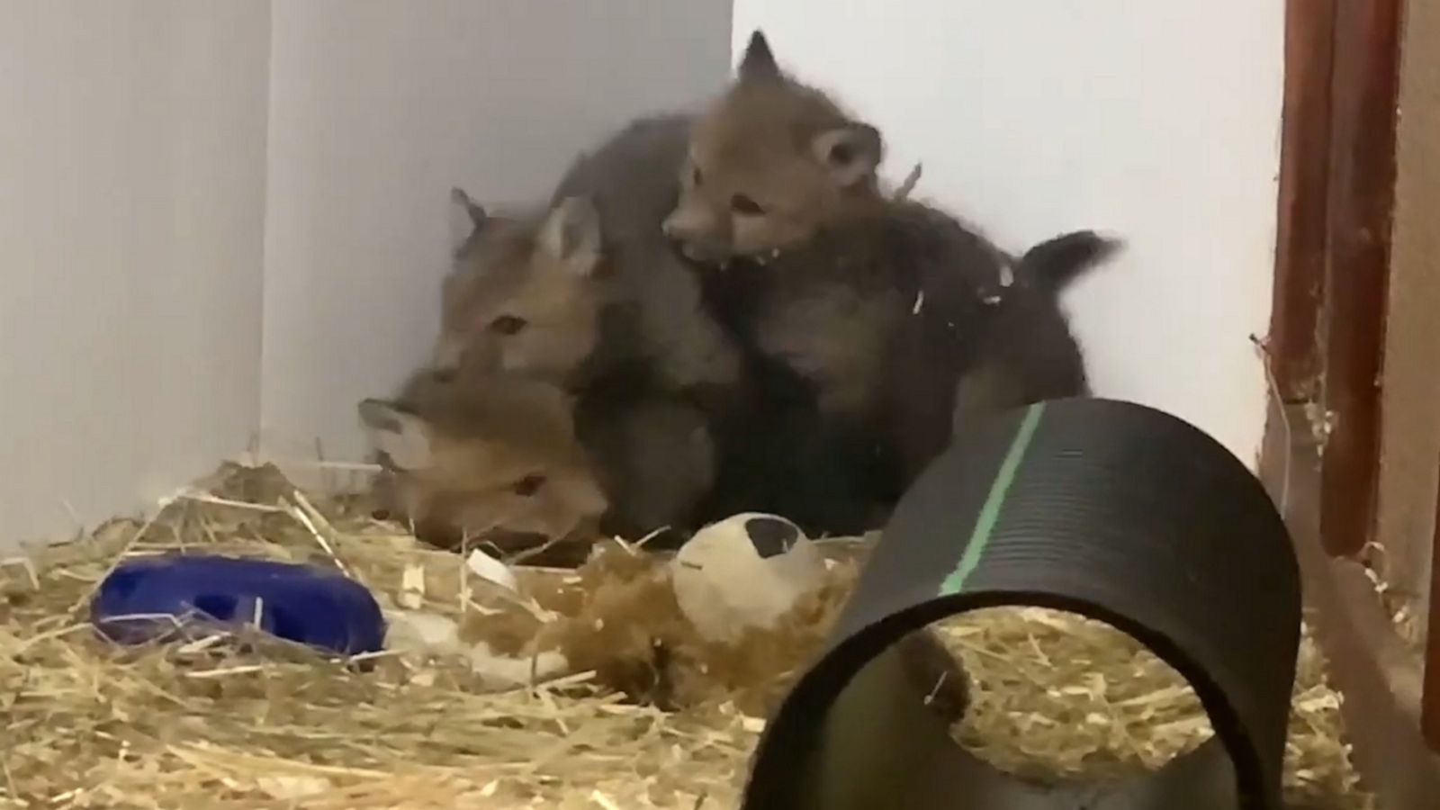 VIDEO: Fox cubs playfully fight over a stuffed bear