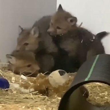 VIDEO: Fox cubs playfully fight over a stuffed bear